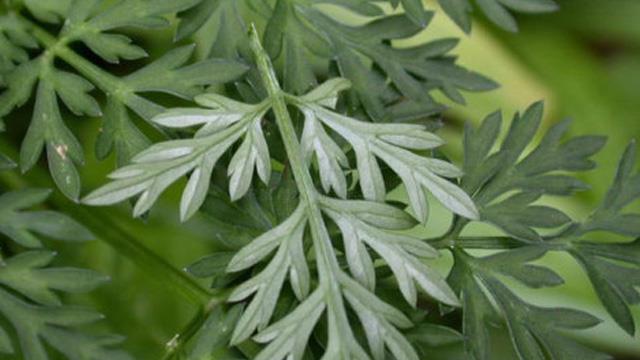 The difference between Artemisia wormwood and Artemisia wormwood