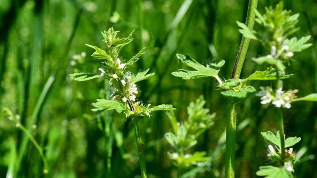 The difference between summer solstice grass and motherwort