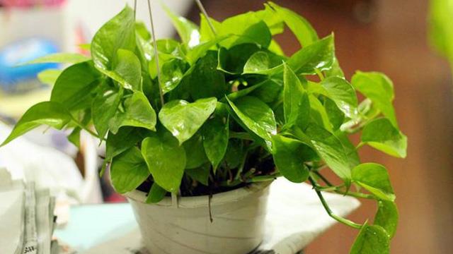 The difference between chicken heart vine and pothos