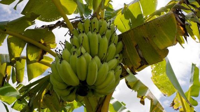 The difference between banana trees and plantain trees