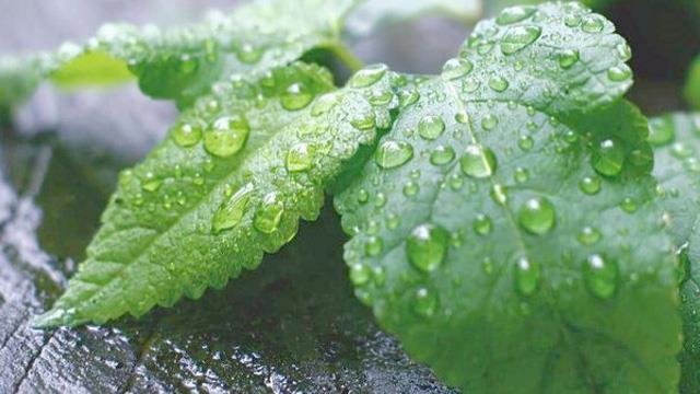 The difference between water mint and mint