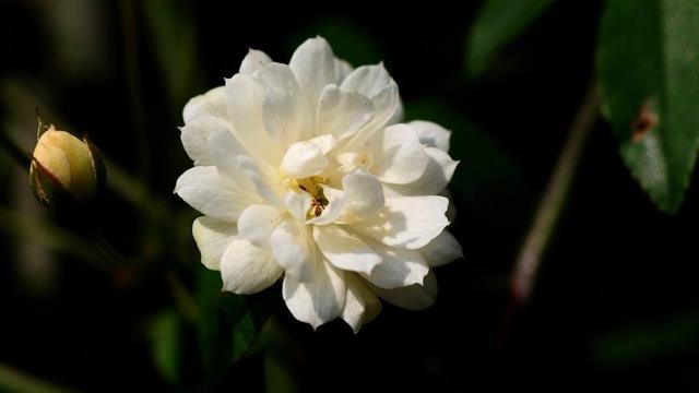 The difference between costus flowers and rose flowers