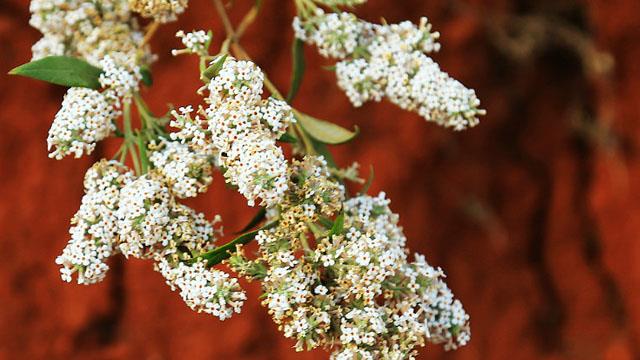 How to identify dense flowers