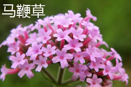 Verbena