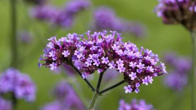 The difference between verbena and rosemary