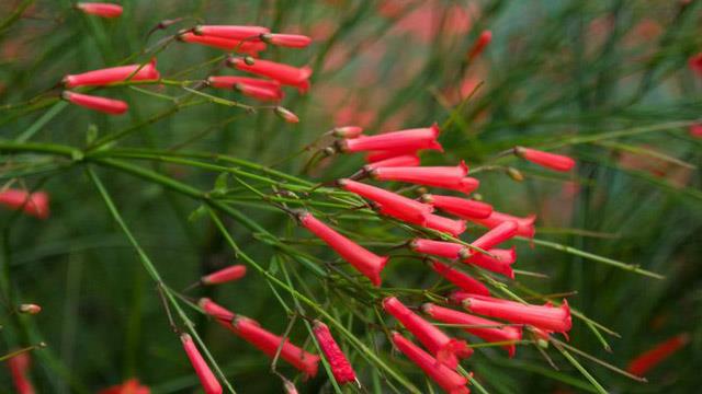 The difference between firecrackers and cane flowers