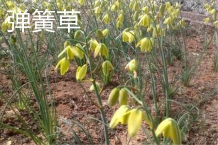 Spring grass flowers