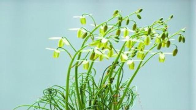 The difference between Spring Grass and Xiaocanjiao Temple