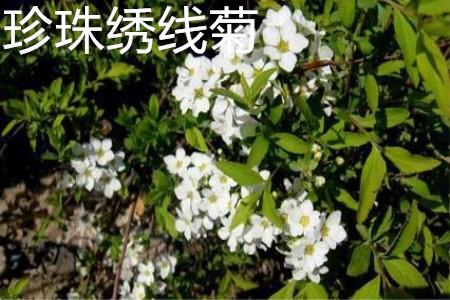 Pearl spirea flowers