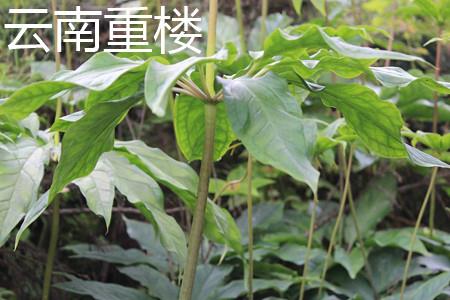 Yunnan Chonglou Stem