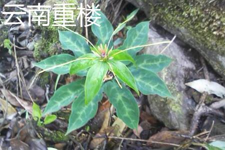 Yunnan Chonglou Flowers