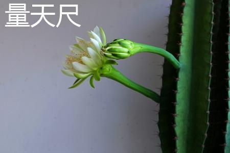 Measuring the Sky Flower