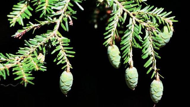 How to identify hemlock