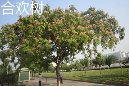 Albizia Julibrissin Plant