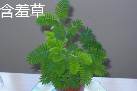 Mimosa plant