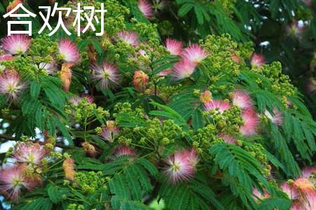 Albizia Julibrissin Leaves