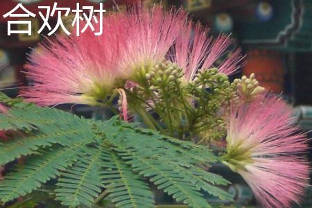 Albizia Julibrissin