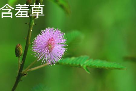 Mimosa Flowers