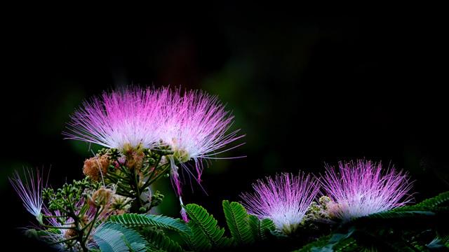 The difference between Albizia Julibrissin tree and Mimosa pudica