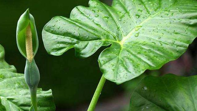 The difference between sharp-tailed taro and dripping Guanyin