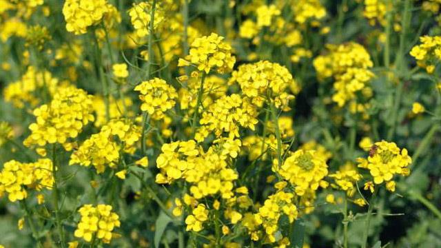 How to distinguish between Potherbium sibiricum and bitter chrysanthemum