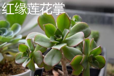 Red-edged lotus palm plant