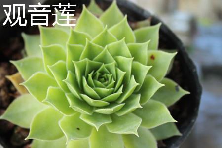 Guanyin Lotus Leaves