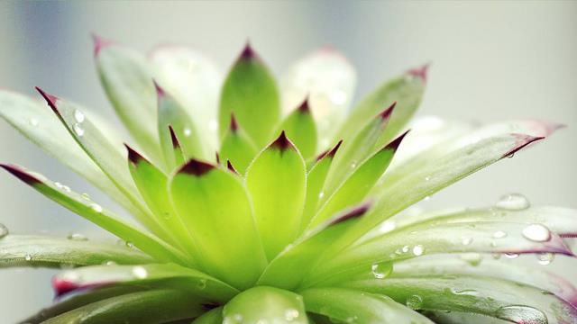 The difference between Guanyin lotus and red margin lotus palm