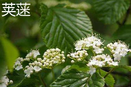 Viburnum