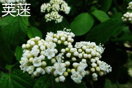 Viburnum