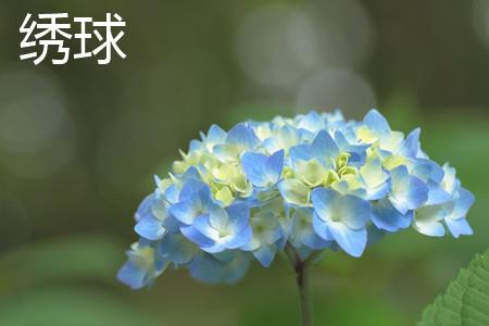 Hydrangea