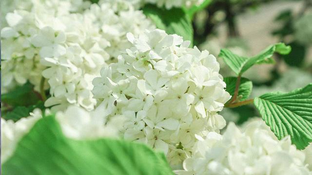 The difference between viburnum and hydrangea