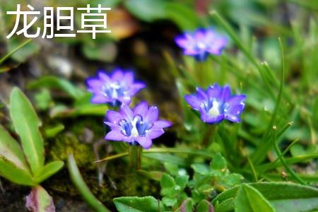 gentian