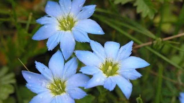 The difference between liverwort and gentian