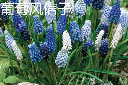 Grape Hyacinth Leaves