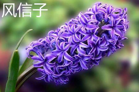 Hyacinth