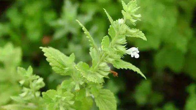 The difference between lemon balm and peppermint