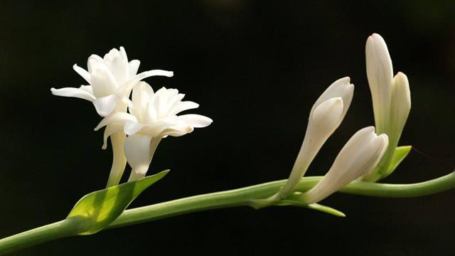 How to identify tuberose