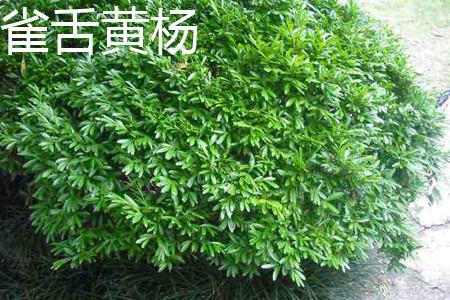 Buxus japonica