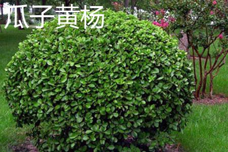 Melon Seed Boxwood