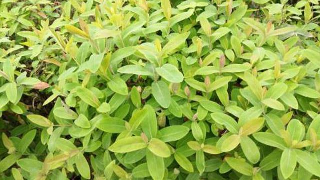 The difference between boxwood and boxwood