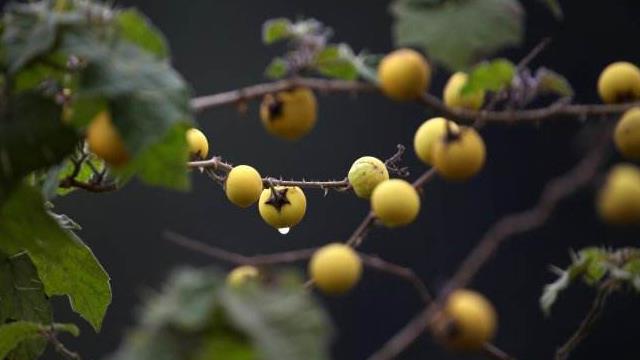 The difference between Solanum huangguo and Solanum striata