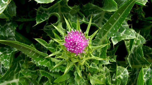 The difference between artichoke and milk thistle