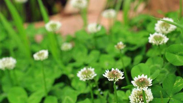 How to identify the white-flowered clover