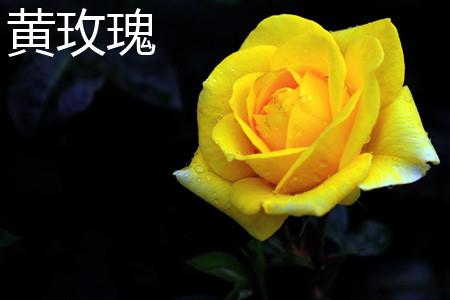 Yellow Rose