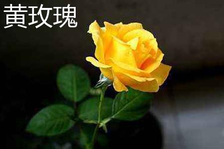 Yellow Rose