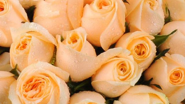 The difference between champagne roses and yellow roses