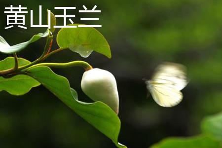 Huangshan Magnolia