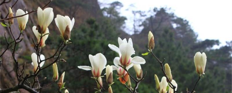 The difference between Huangshan Magnolia and Yuchuntang