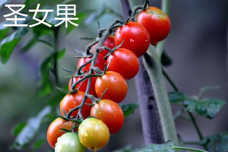 cherry tomatoes